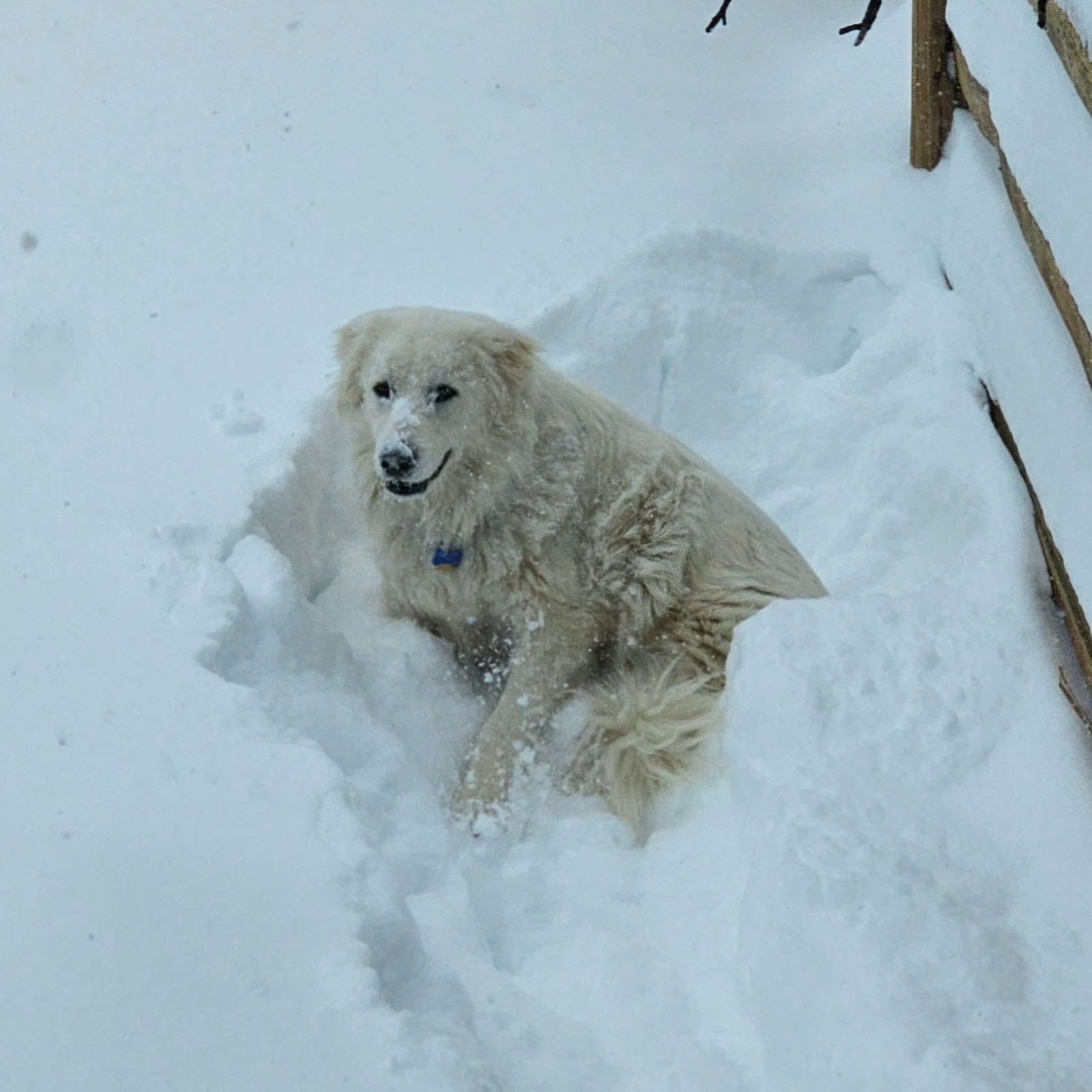 Zero aka Indy, an adoptable Great Pyrenees in Winter Park, CO, 80482 | Photo Image 3