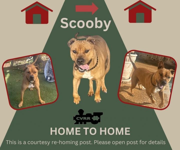 *Scooby (Home to Home) 1
