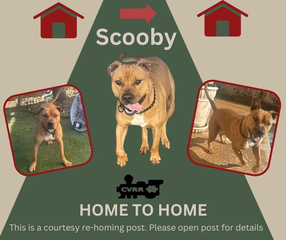 Scooby Home To Home detail page