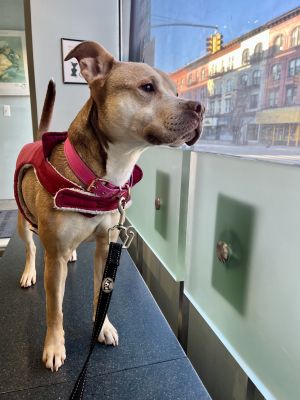 Petfinder brooklyn sales