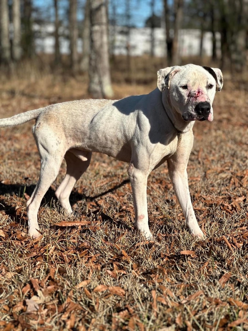 Dog for adoption Pickle, an American Staffordshire Terrier in