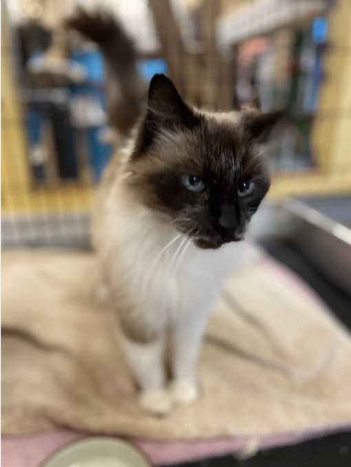 Fuzzy, an adoptable Himalayan in Chicago, IL, 60640 | Photo Image 1