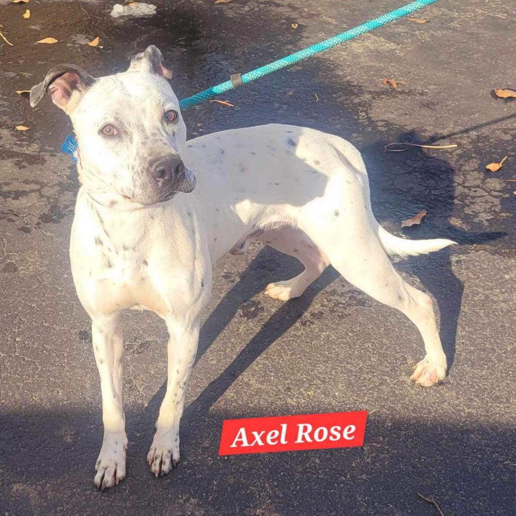 Axel Rose, an adoptable Dalmatian, Mixed Breed in Hackett, AR, 72937 | Photo Image 2