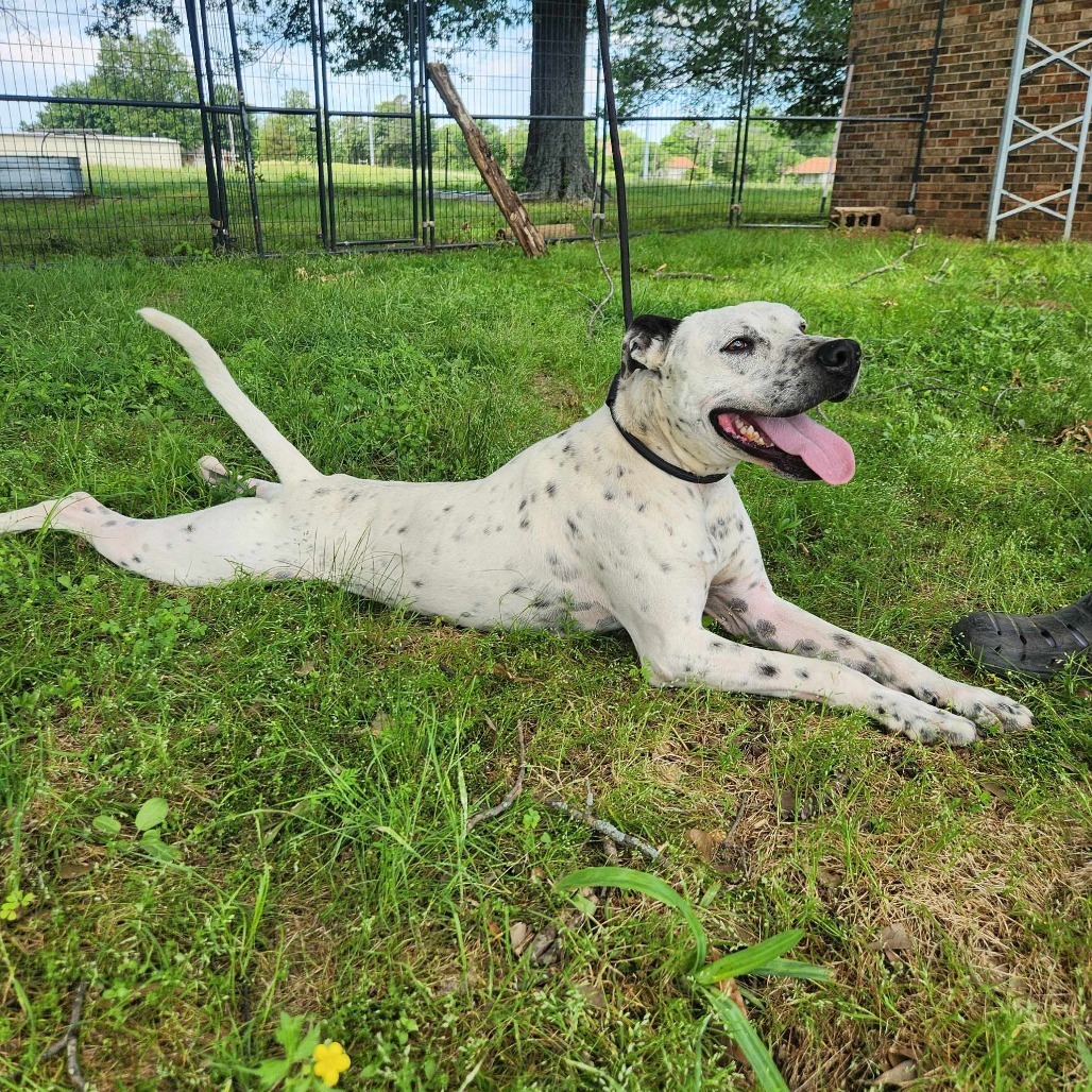 Axel Rose, an adoptable Dalmatian, Mixed Breed in Hackett, AR, 72937 | Photo Image 4