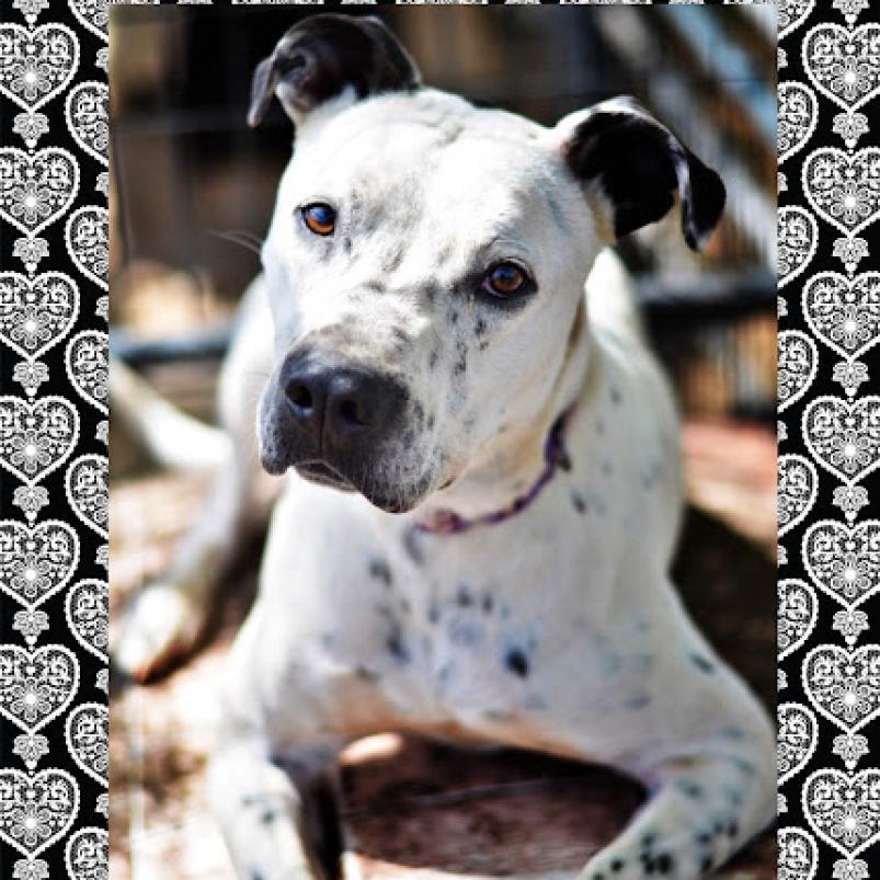 Axel Rose, an adoptable Dalmatian, Mixed Breed in Hackett, AR, 72937 | Photo Image 5