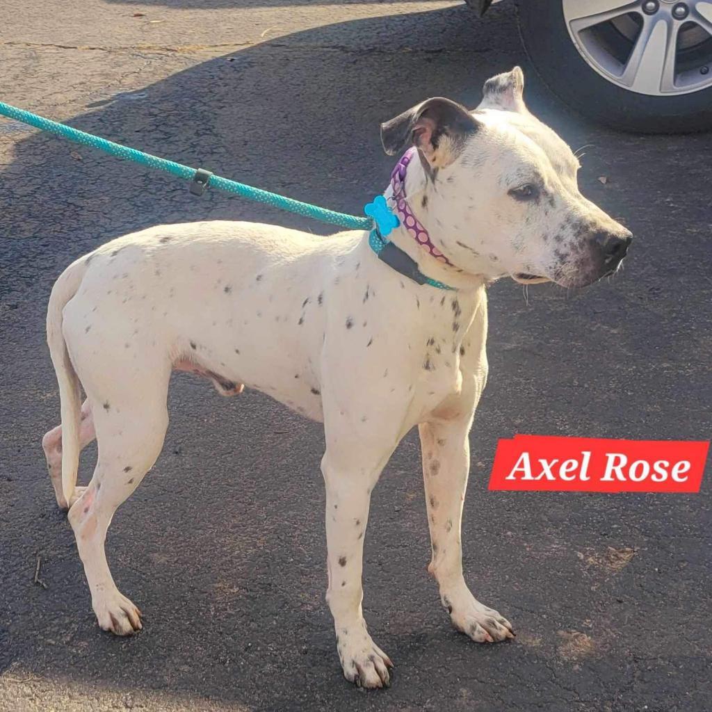 Axel Rose, an adoptable Dalmatian, Mixed Breed in Hackett, AR, 72937 | Photo Image 4