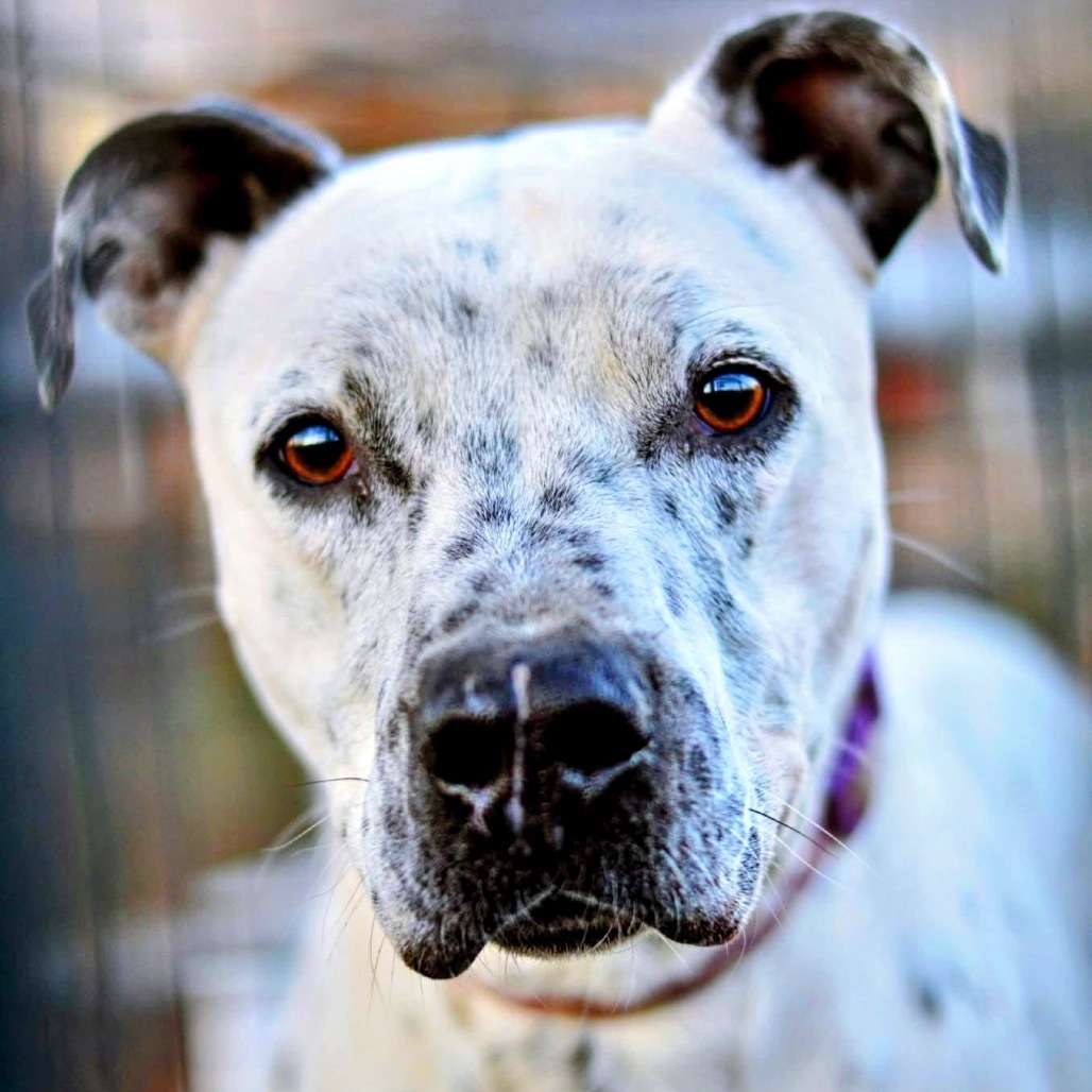 Axel Rose, an adoptable Dalmatian, Mixed Breed in Hackett, AR, 72937 | Photo Image 7