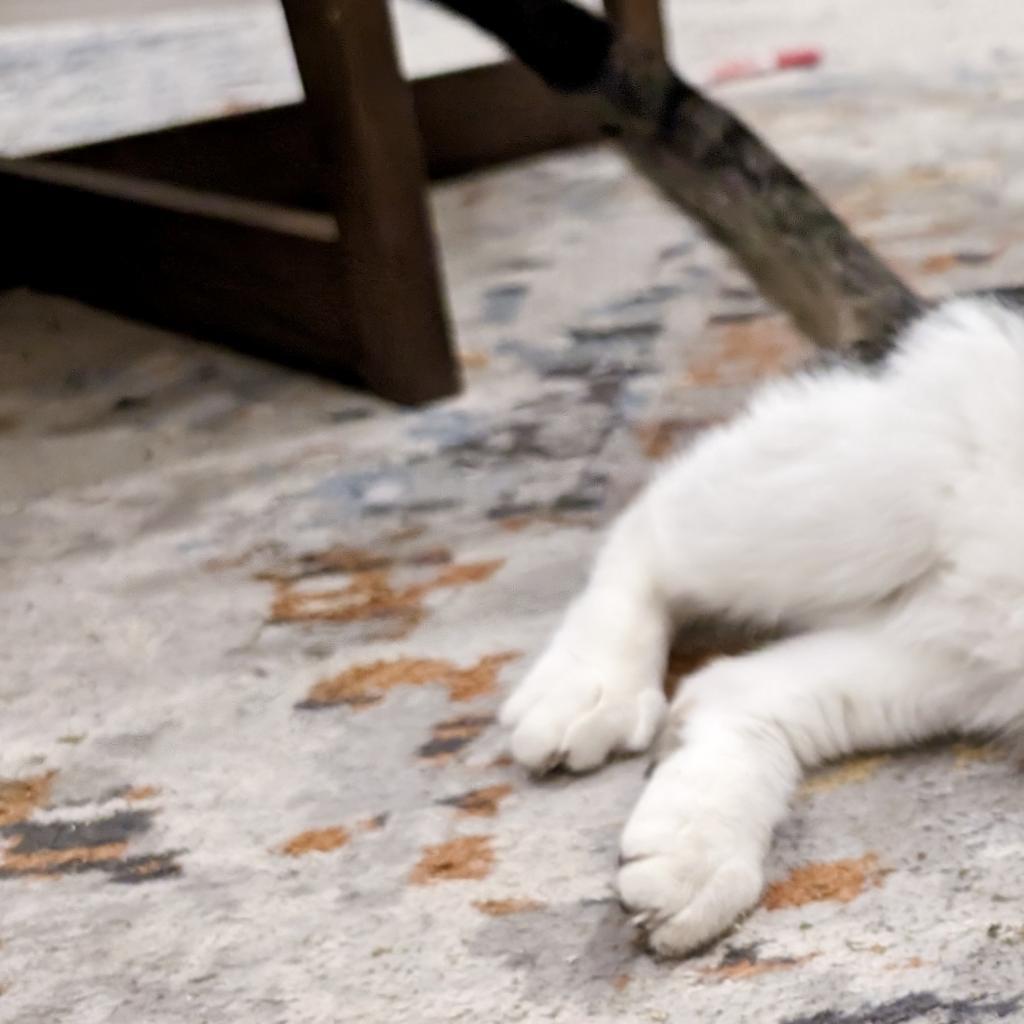 Axel Rose, an adoptable Dalmatian, Mixed Breed in Hackett, AR, 72937 | Photo Image 7