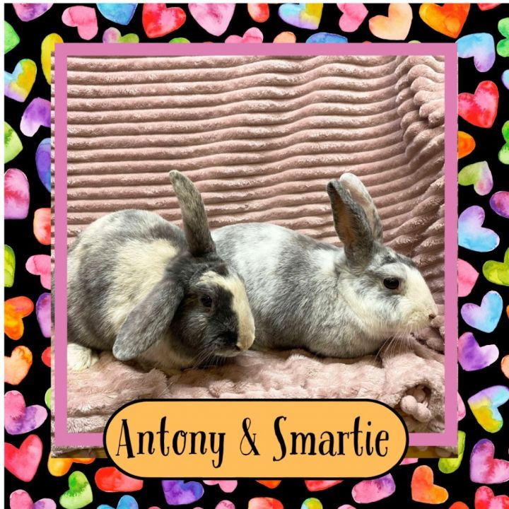 Smartie 1