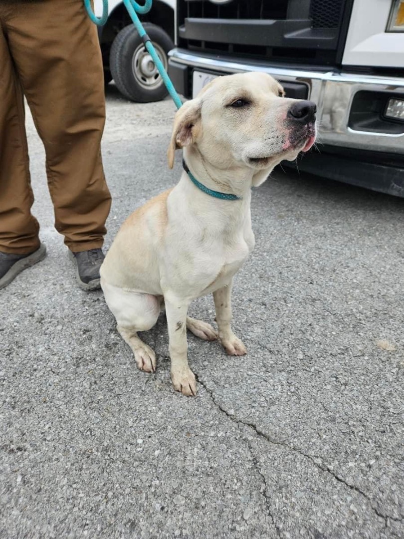 Dog for adoption Lulu, a Yellow Labrador Retriever Mix in Manchester