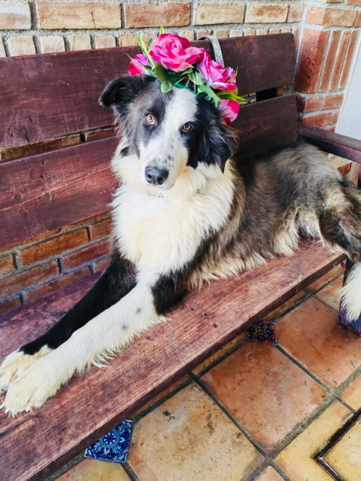 Border collie hot sale mass