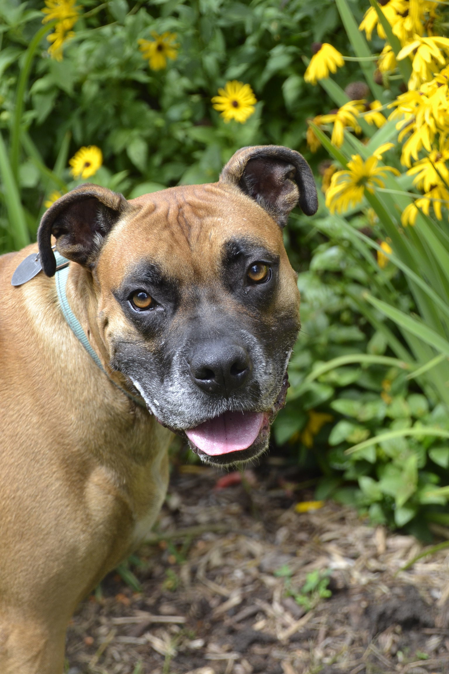 Zeke, an adoptable Boxer, Mastiff in Woodbury, MN, 55125 | Photo Image 1