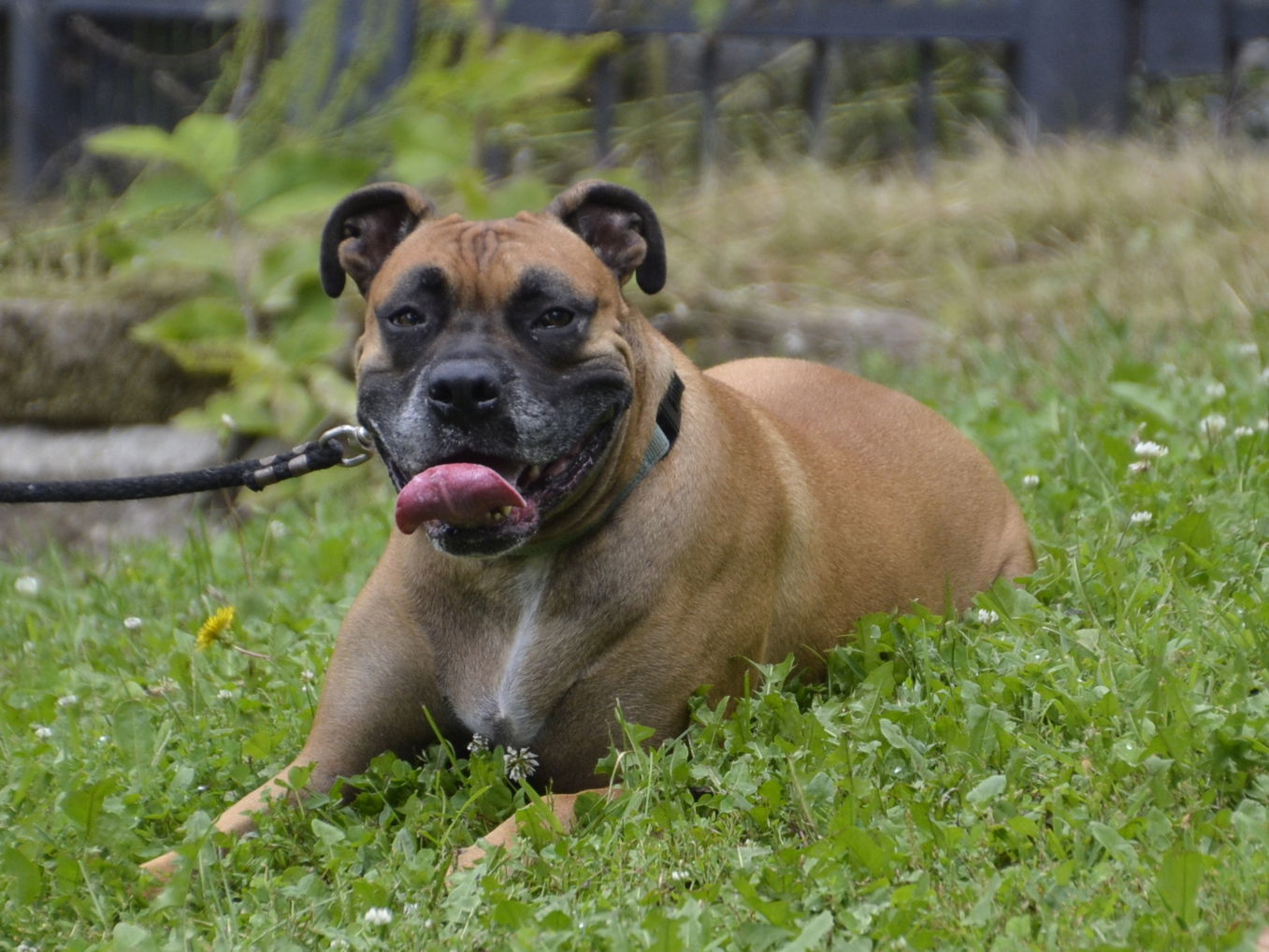 Zeke, an adoptable Boxer, Mastiff in Woodbury, MN, 55125 | Photo Image 2