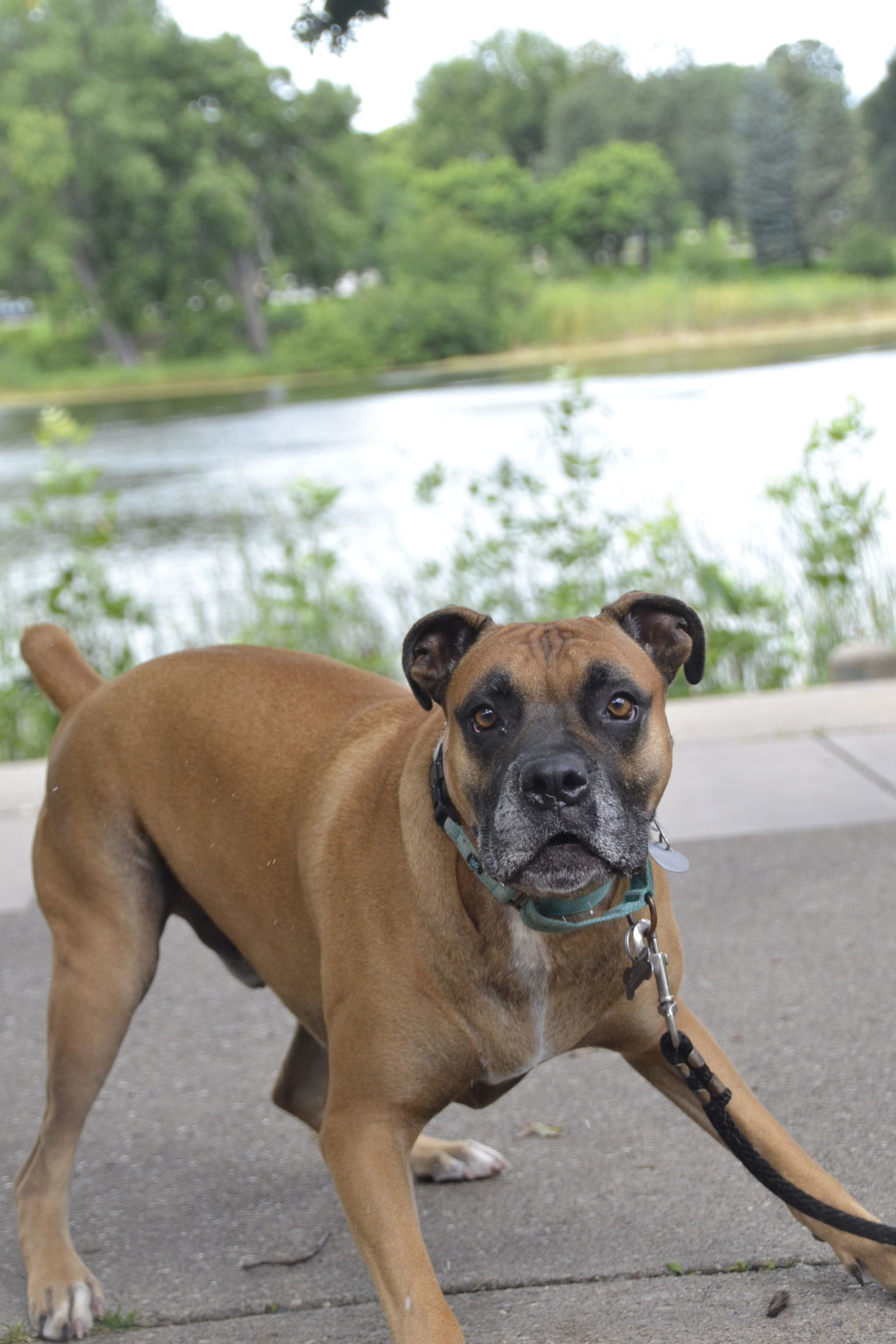 Zeke, an adoptable Boxer, Mastiff in Woodbury, MN, 55125 | Photo Image 3