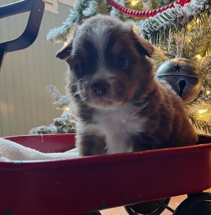 Mini australian shop shepherd petfinder