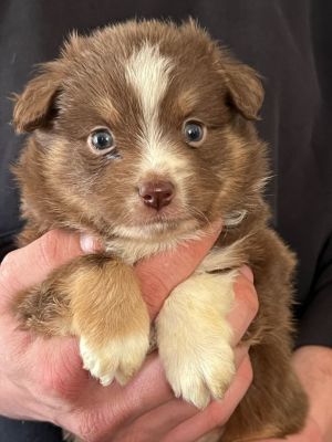 Dog for adoption Chris adoption pending an Australian Shepherd