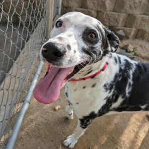 Blue merle outlet dalmatian