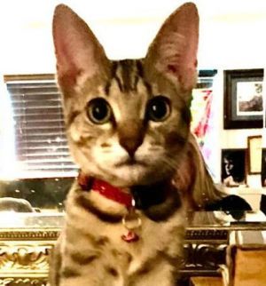 Xena - Center, Young Female unknown