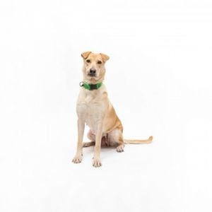 Juno Labrador Retriever Dog