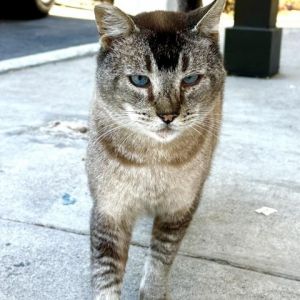 Frankie Siamese Cat
