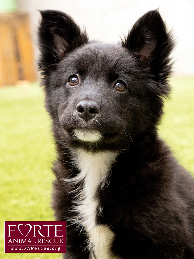 Schipperke husky hot sale mix