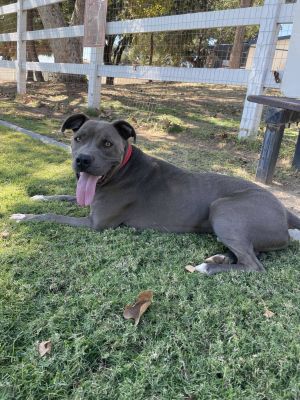 Duke Pit Bull Terrier Dog