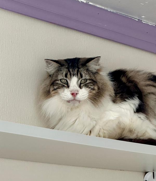 Sven