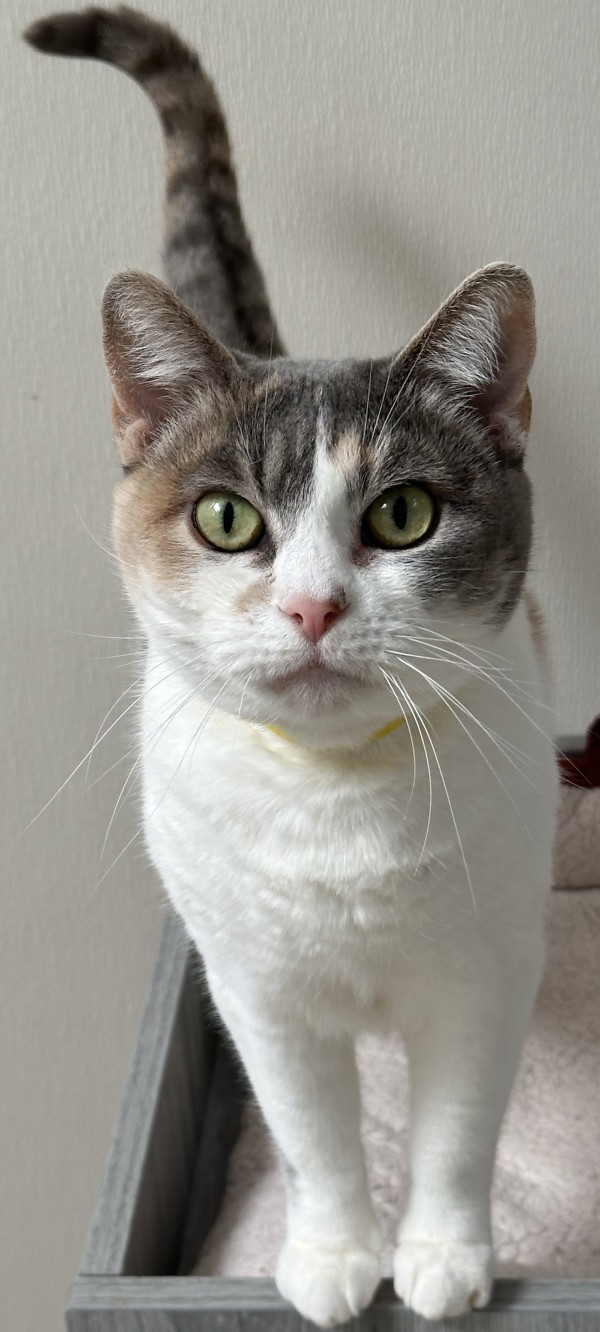 Peanut