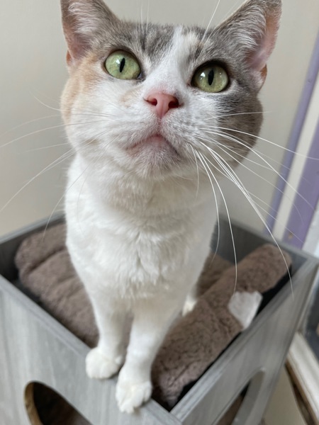 Peanut