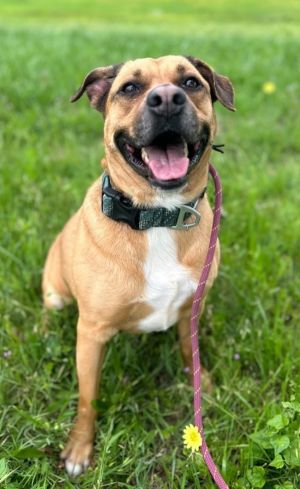 Rebel, Adult Male Labrador Retriever