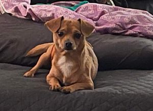 Elvis Chihuahua Dog