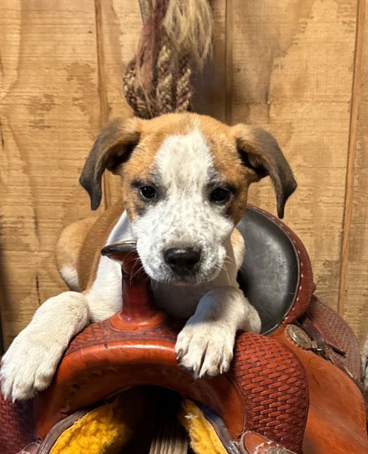 Calhoun store cattle dog