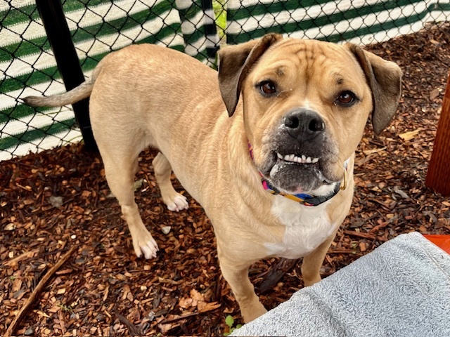 Dog for adoption WENDY an English Bulldog Beagle Mix in Santa