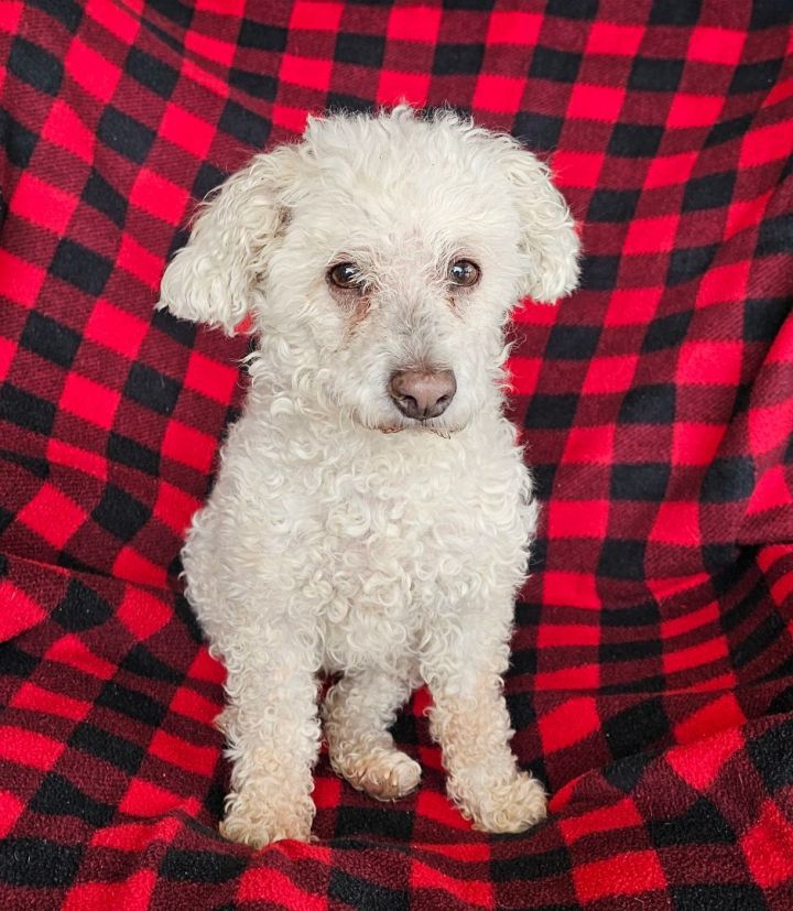 Apricot miniature on sale poodle for adoption