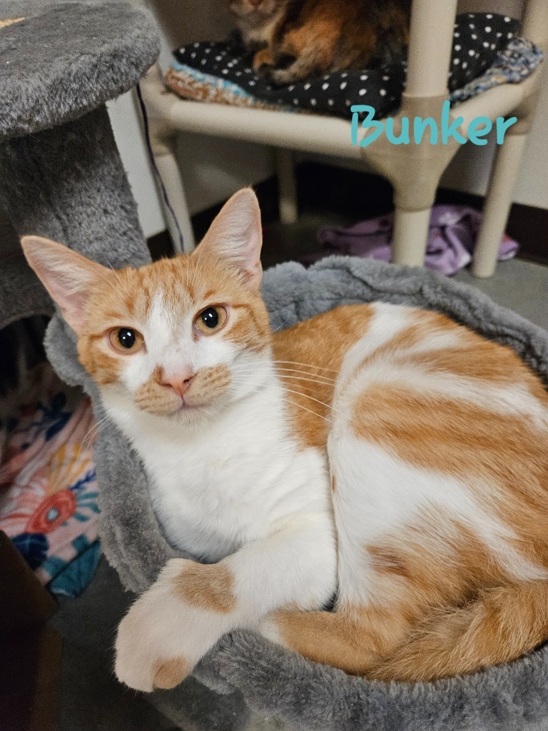 Bunker, an adoptable American Shorthair in Fulton, TX, 78358 | Photo Image 1