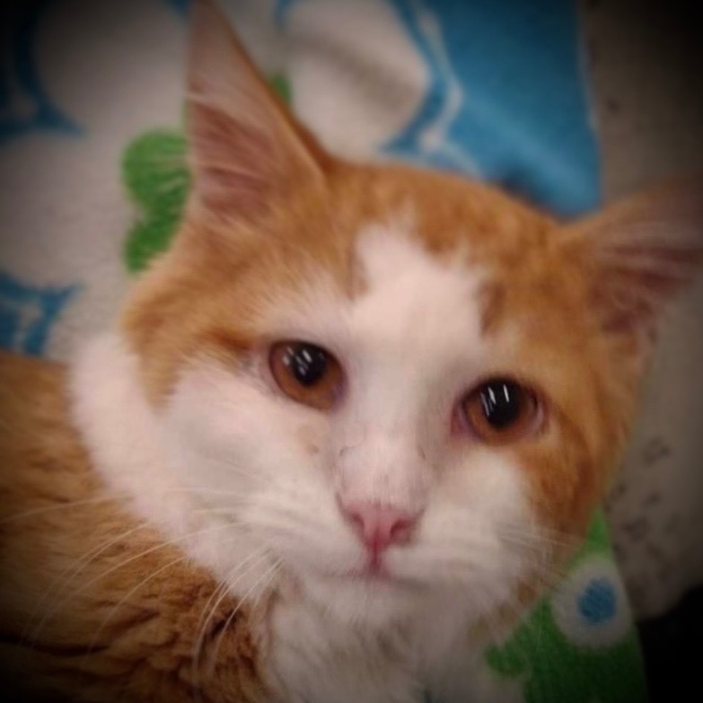 Jason, an adoptable Domestic Long Hair in Pittsfield, IL, 62363 | Photo Image 1