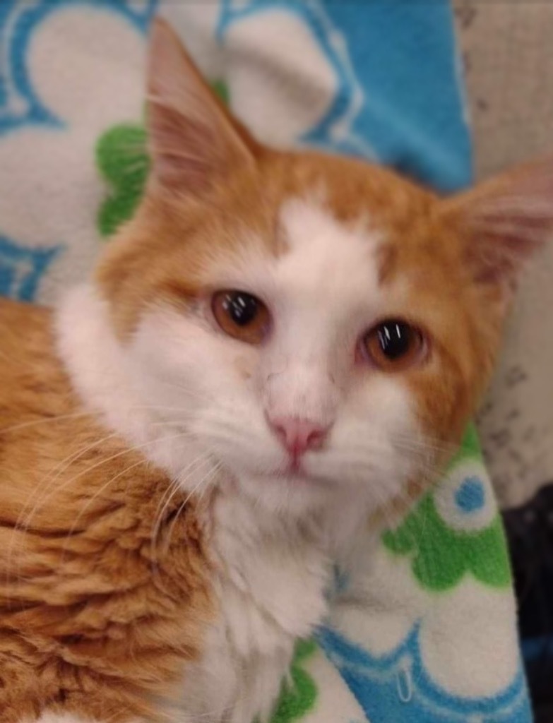 Jason, an adoptable Domestic Long Hair in Pittsfield, IL, 62363 | Photo Image 2