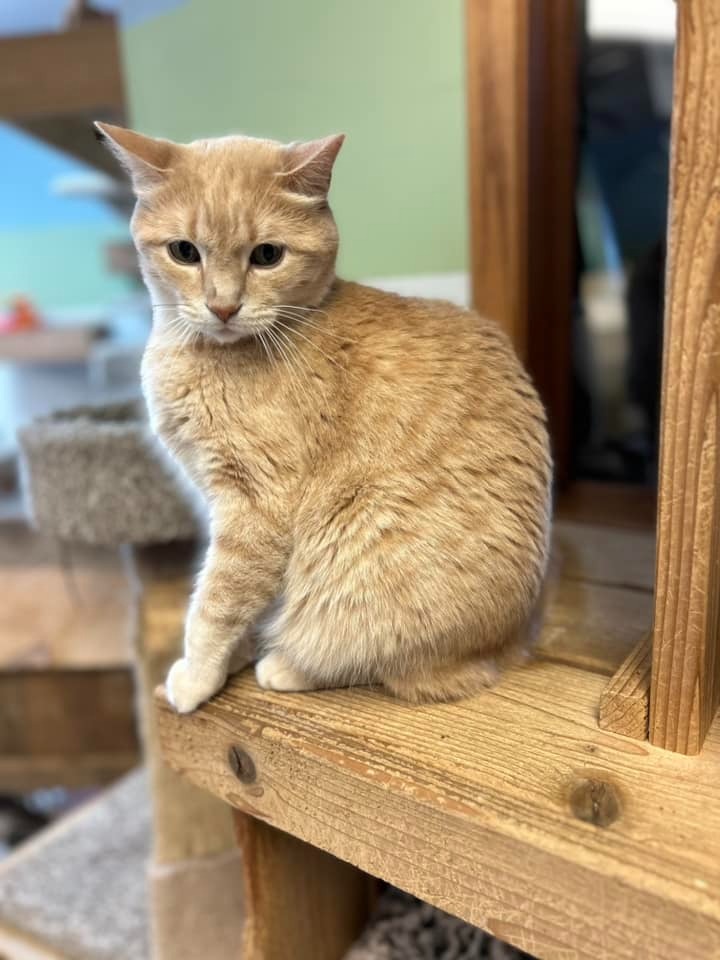 Frisky, an adoptable Domestic Short Hair in Elbow Lake, MN, 56531 | Photo Image 2