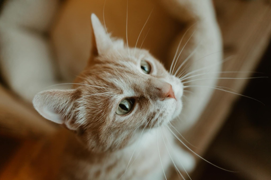 Frisky, an adoptable Domestic Short Hair in Elbow Lake, MN, 56531 | Photo Image 2