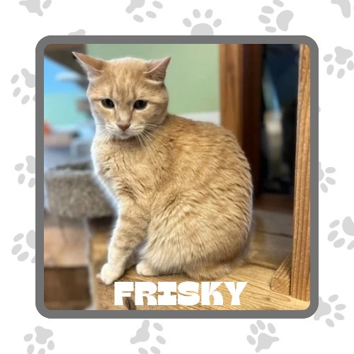 Frisky, an adoptable Domestic Short Hair in Elbow Lake, MN, 56531 | Photo Image 2