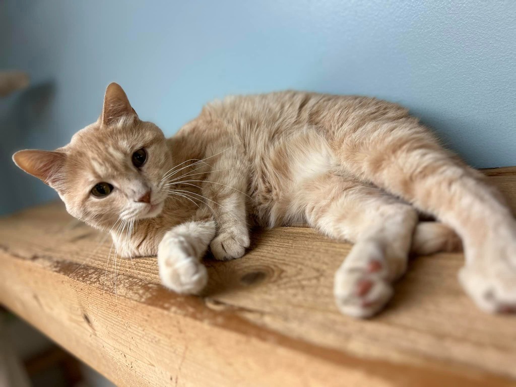 Frisky, an adoptable Domestic Short Hair in Elbow Lake, MN, 56531 | Photo Image 5