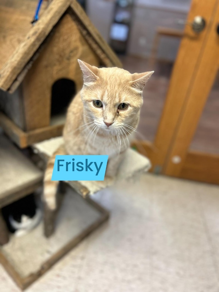 Frisky, an adoptable Domestic Short Hair in Elbow Lake, MN, 56531 | Photo Image 5