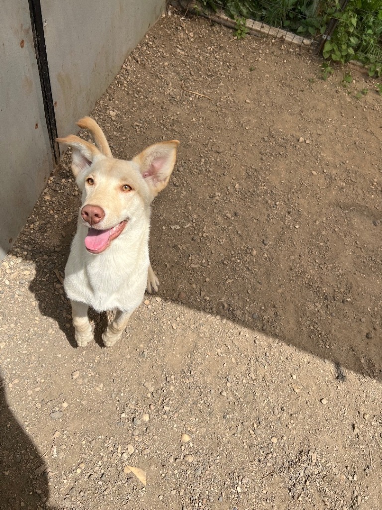 Polo, an adoptable Labrador Retriever, Shepherd in Elbow Lake, MN, 56531 | Photo Image 2