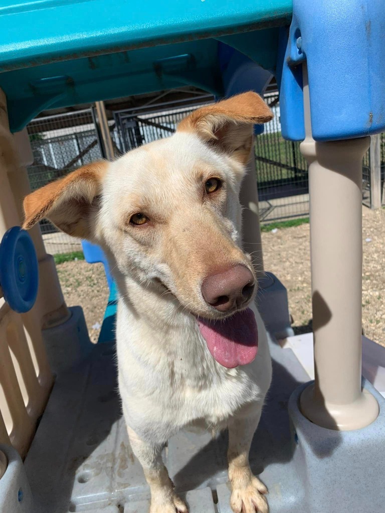 Polo, an adoptable Labrador Retriever, Shepherd in Elbow Lake, MN, 56531 | Photo Image 4