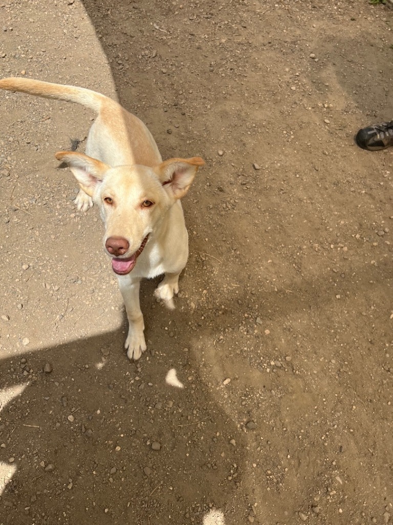 Polo, an adoptable Labrador Retriever, Shepherd in Elbow Lake, MN, 56531 | Photo Image 6