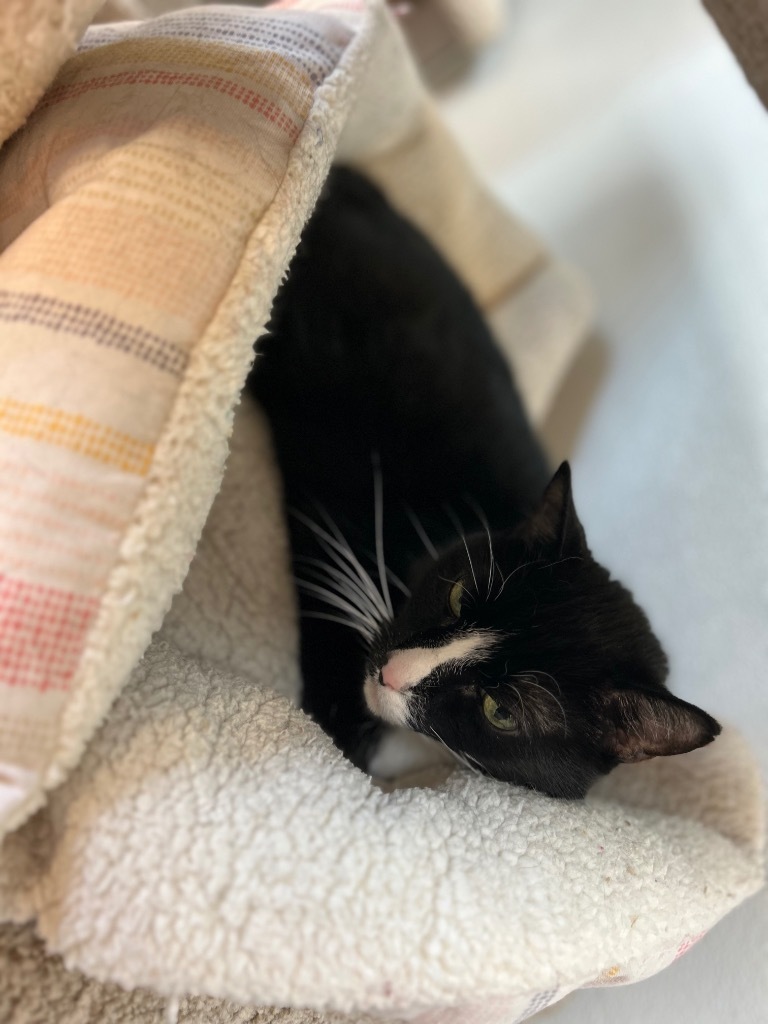 Blackie, an adoptable Domestic Short Hair in Elbow Lake, MN, 56531 | Photo Image 5