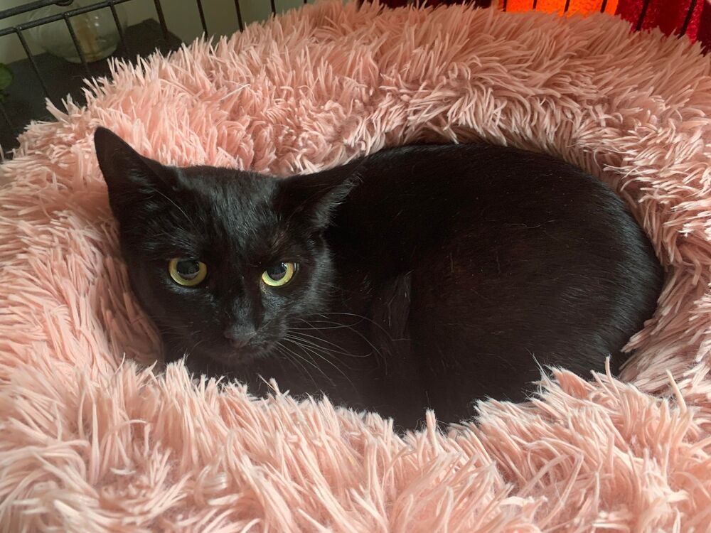 Winona, an adoptable Domestic Short Hair in Virginia Beach, VA, 23455 | Photo Image 1