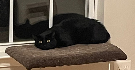 Willie 2023, an adoptable Domestic Short Hair in Virginia Beach, VA, 23455 | Photo Image 1