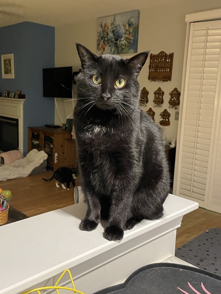 Willie 2023, an adoptable Domestic Short Hair in Virginia Beach, VA, 23455 | Photo Image 2