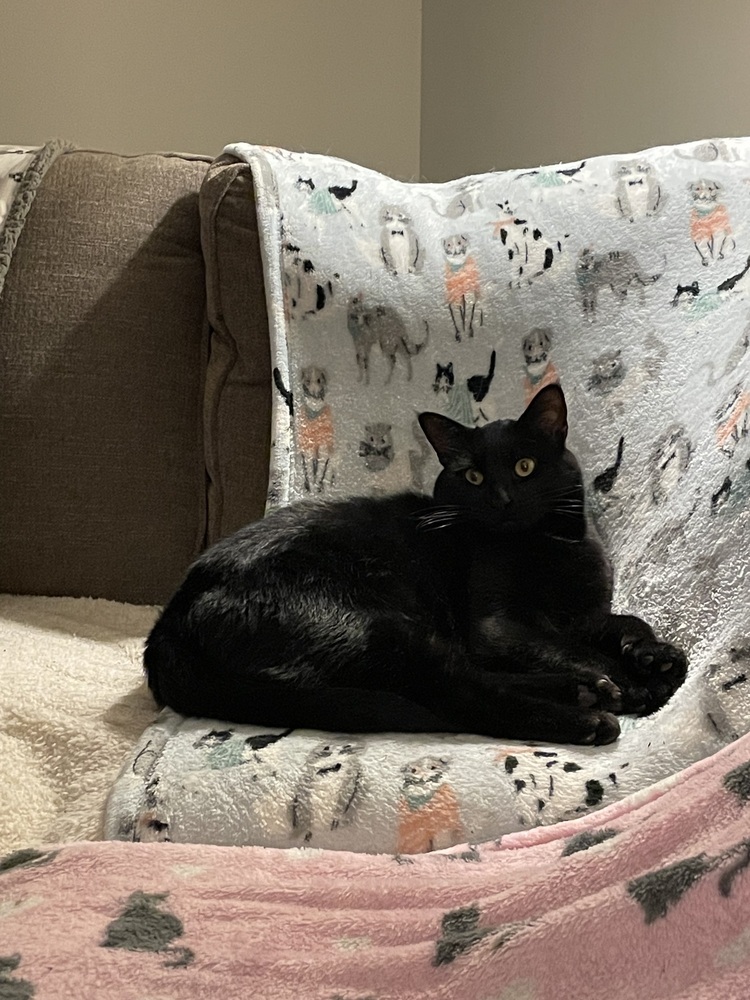 Willie 2023, an adoptable Domestic Short Hair in Virginia Beach, VA, 23455 | Photo Image 3
